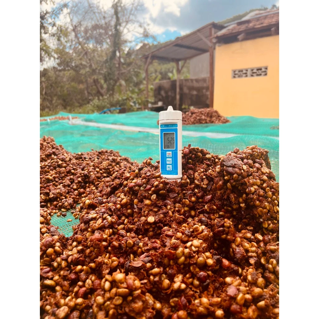 ア・ラ・マン 厳選ロブスタ・ハニープロセス Slow Dried コーヒー豆 1kg - 甘い余韻が魅力