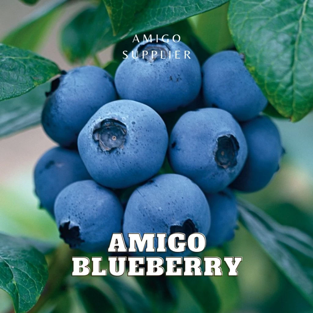アミーゴ ブルーベリーフレーバー コーヒー豆 200g | スペシャルティ焙煎豆