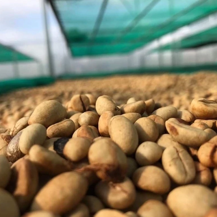 AMOR COFFEE 伝統の味 ロブスタブレンド 100%ピュアコーヒー 粉末 500g (挽き済み、マシン・フィルター対応)