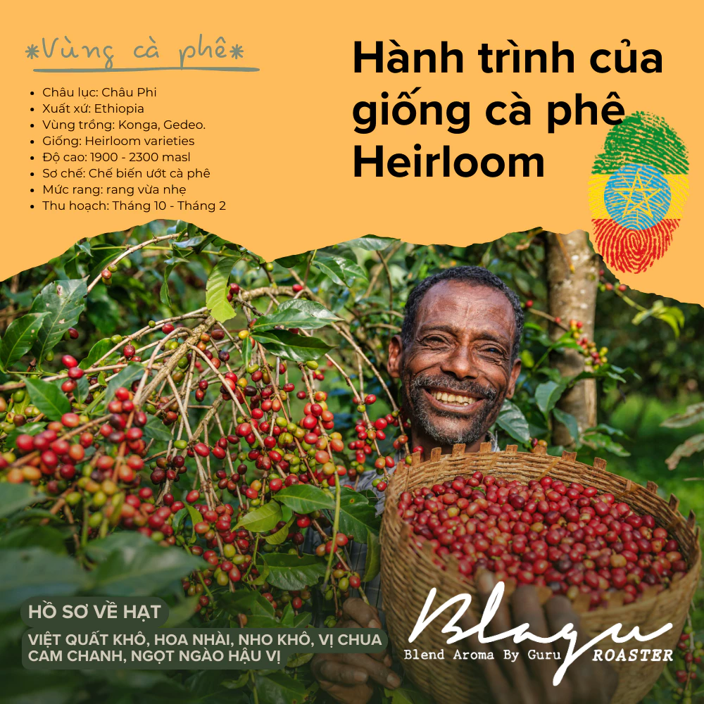 スペシャルティコーヒー Blagu エチオピア N. Konga モカポット挽き（浅中煎り）250g