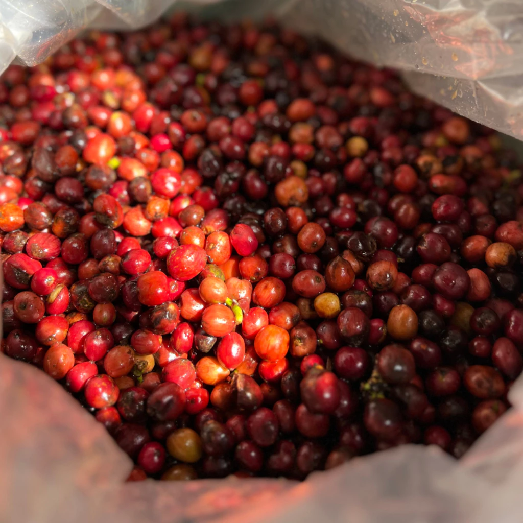 CREAMY 100%ロブスタコーヒー粉 500g (中煎り・低苦味) Staresso/エスプレッソ用 - 生豆焙煎