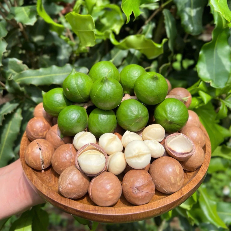 【ダクラク産2025年新物】特級ローストマカダミアナッツ 500g 小粒 (22-24mm) サクサク濃厚な風味