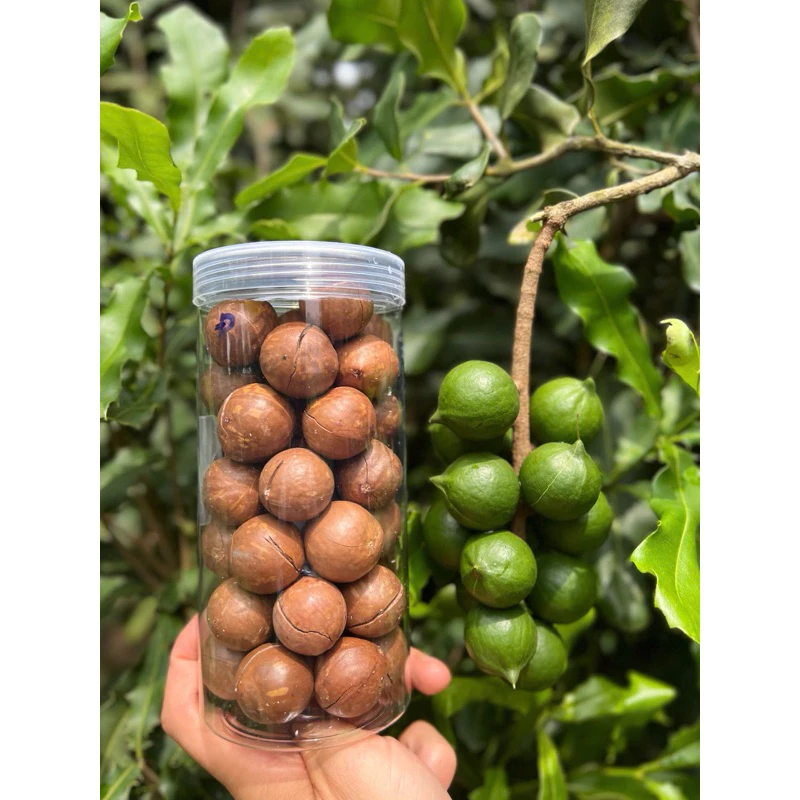 2025年新物 ダクラク産マカダミアナッツ 大粒(27-34mm) 500g - 最高級Aランク、サクサク香ばしく濃厚な味わい