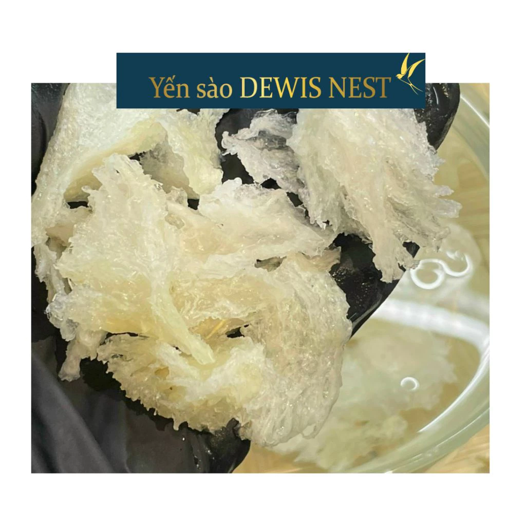 Dewis Nest 特大ツバメの巣足（生）10g - 100%純粋 無添加 極上品 少毛 香り豊か 驚くほど膨らむ