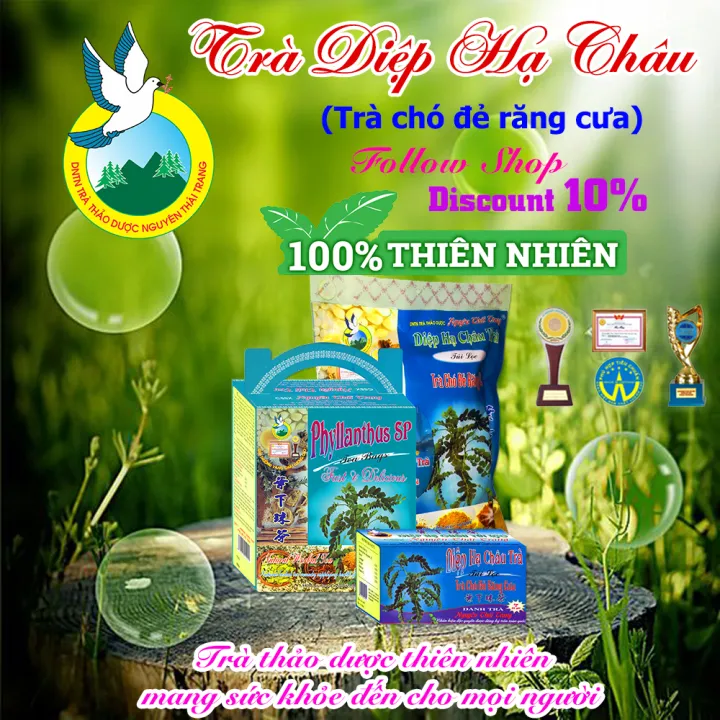 ハーブティー コミカンソウ茶 100袋 x 2g ティーバッグ Tra Thao Duoc Nguyen Thai Trang