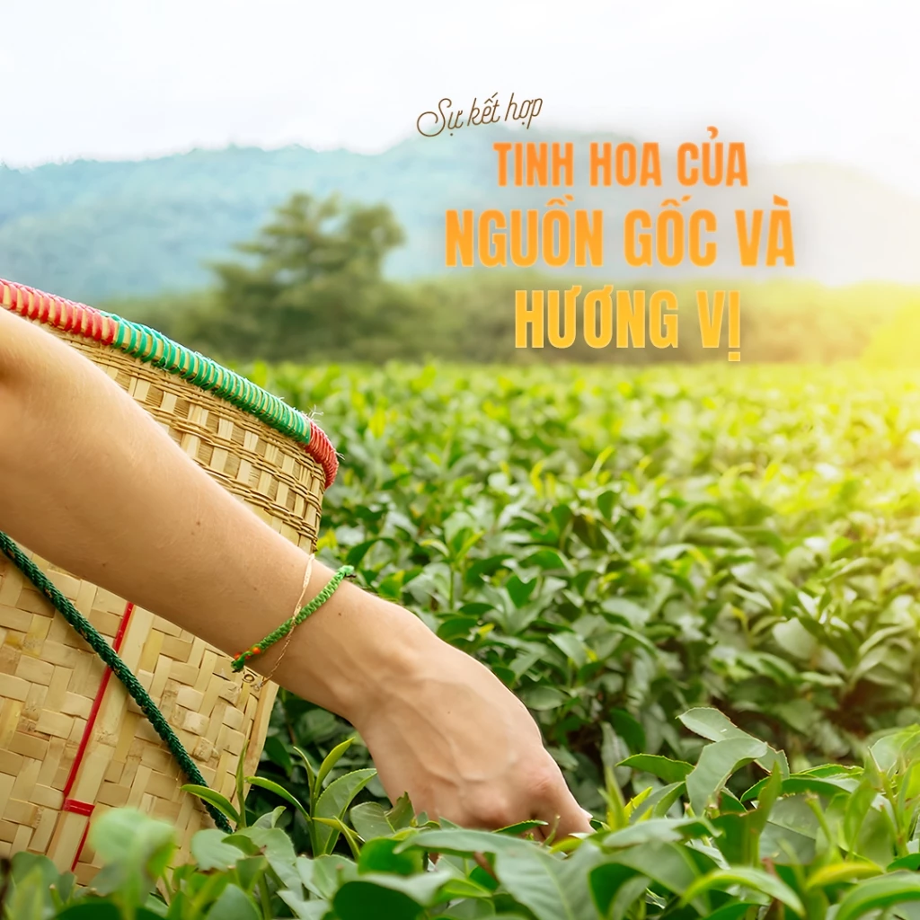 B'Lao Làn Hương パンダンリーフティー 350g – ダラット・ラムドン産 爽快アイスティー