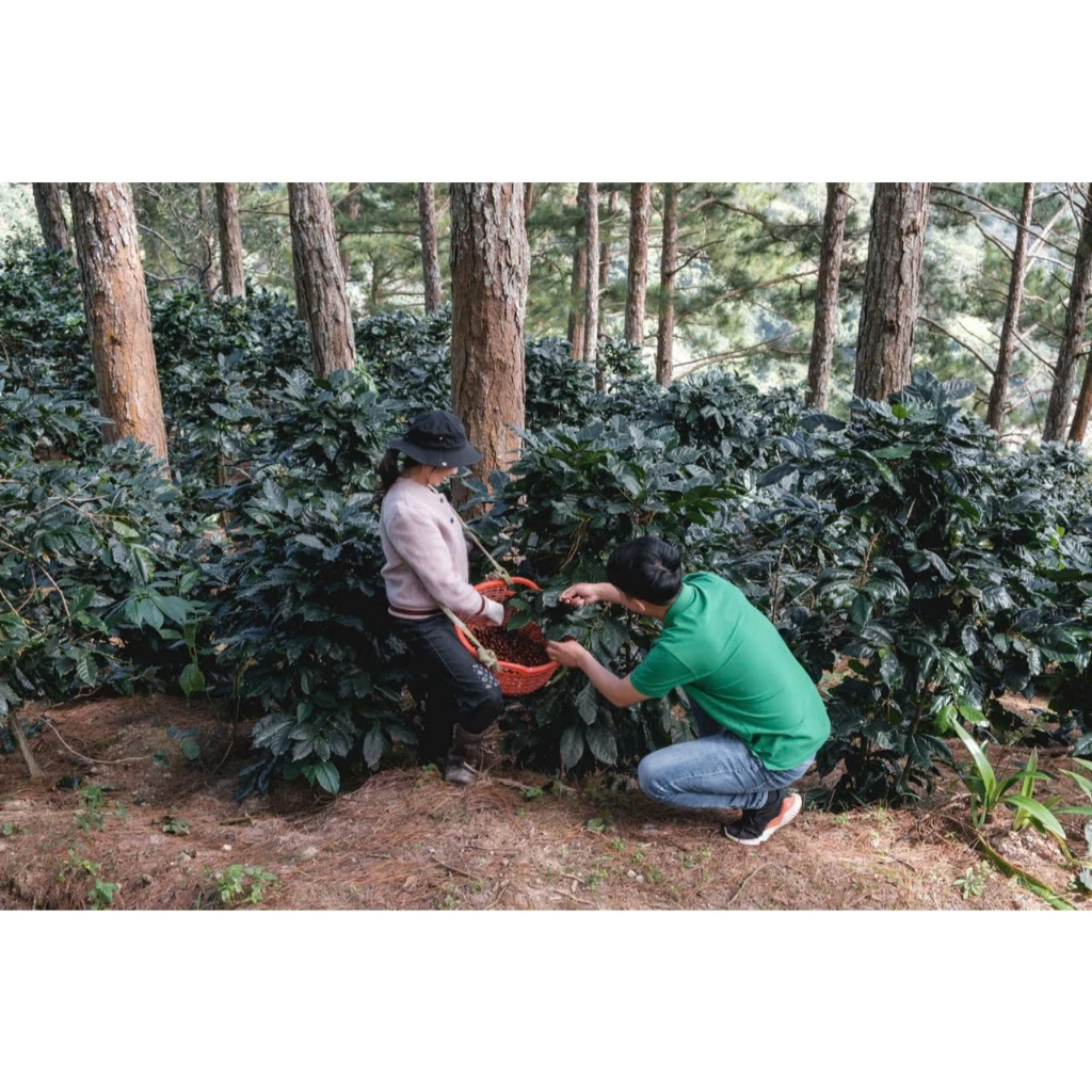 ベトナム産 ロブスタコーヒー豆 チュパ地区 (ザライ省) ナチュラルプロセス | SSC スペシャルティコーヒー (微細挽き フィン用) 150g