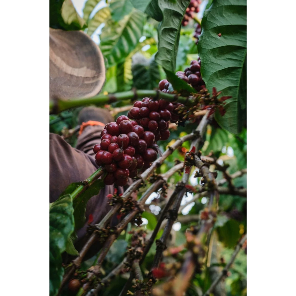 Stupiducks Specialty Coffee ベトナム産ファインロブスタ『カンスピリット』(Ủ Cần Tây Nguyên) - 中挽き粉 250g