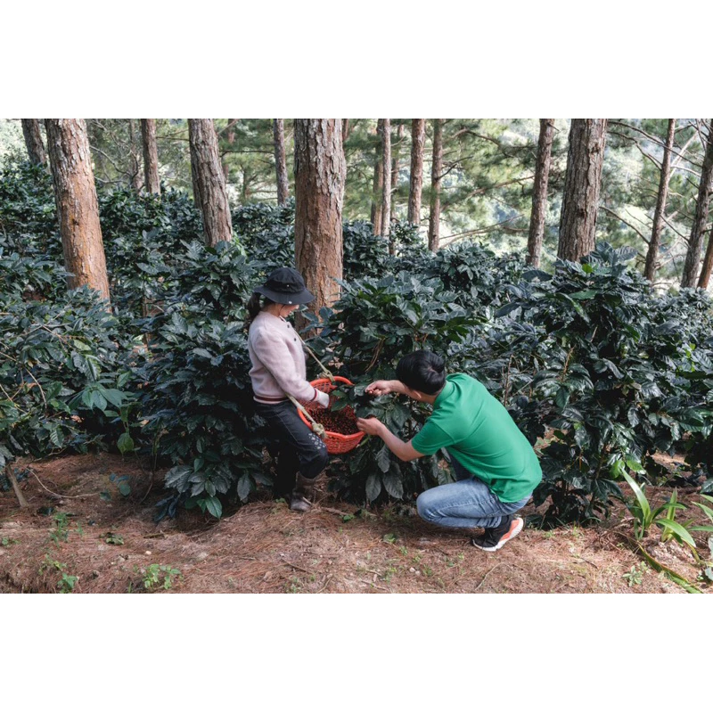 SSCロースター ダラット・カウドン産アラビカコーヒー豆（ウォッシュド SHG ロータス）中深煎り 挽き豆 500g - ベトナム伝統フィン用