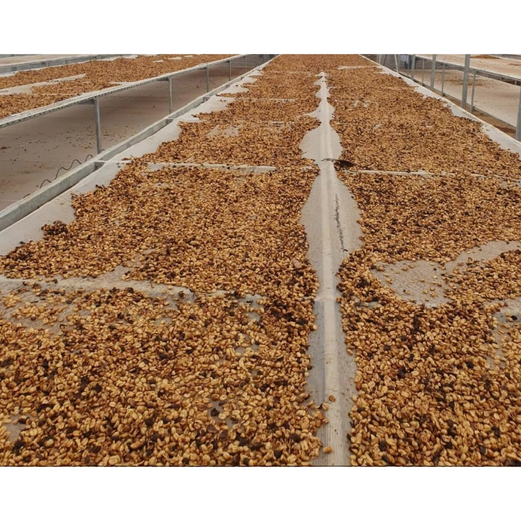 【SSC】ベトナム チュパ・ジョアライ産 ロブスタコーヒー粉 (ナチュラルプロセス) 500g - フィン抽出用・スペシャルティコーヒー