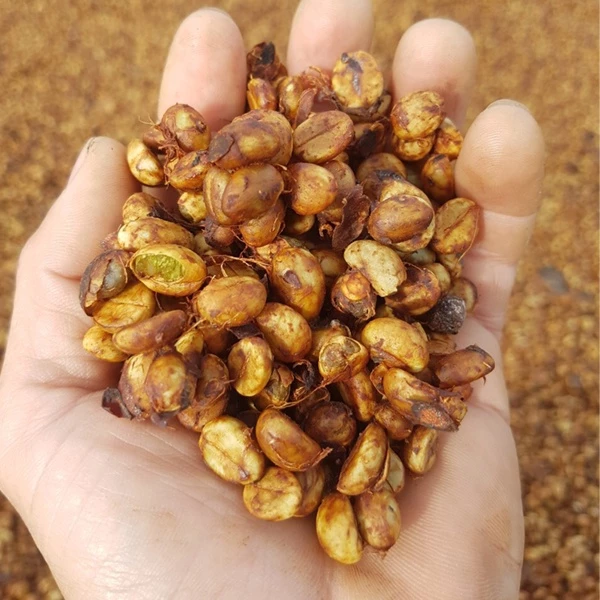 AMOR COFFEE「GU HẬU NGỌT」ロブスタハニーコーヒー 250g - 100%純粋 無添加焙煎 後味の甘さが魅力 粉タイプ