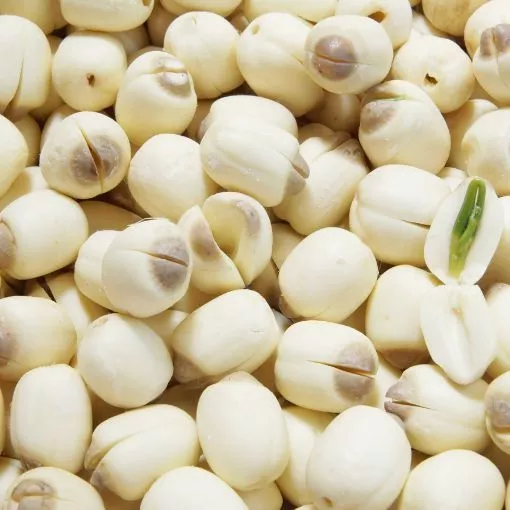 Organicfood47 プレミアム蓮の実 500g | 栄養満点ミルク＆デザート用