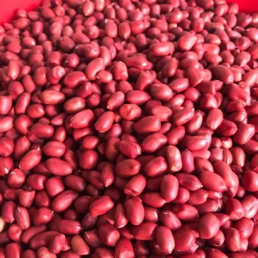 Organicfood47 赤ピーナッツ（落花生）500g 自家製植物性ミルク用 高級栄養ナッツ