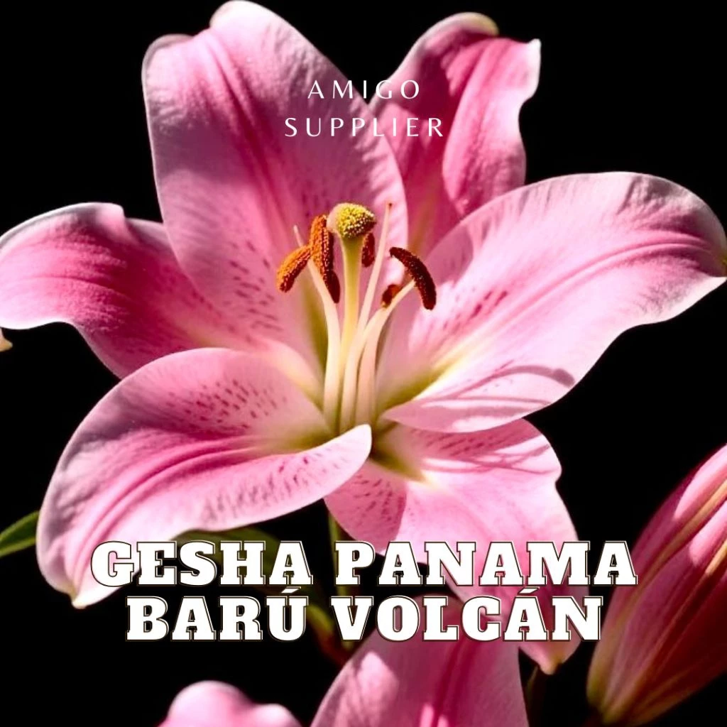 パナマ ゲイシャ 浅煎り スペシャルティコーヒー豆 100g