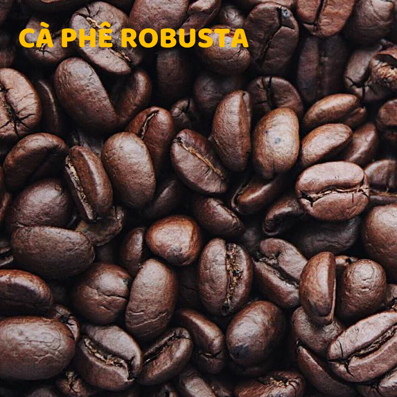 PMコーヒー ロブスタ種ホールビーン 無添加焙煎 500g (挽きたてにも対応)