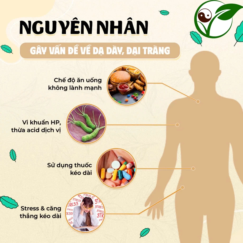 胃腸健康茶 - 胃炎、十二指腸炎、消化不良を和らげるハーブティー