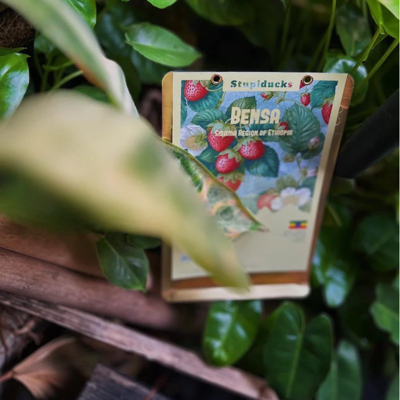 Stupiducksスペシャルティコーヒー エチオピア ベンサ シダマ デラ ヘアルーム ナチュラルG1 コールドブリュー用挽き豆 500g