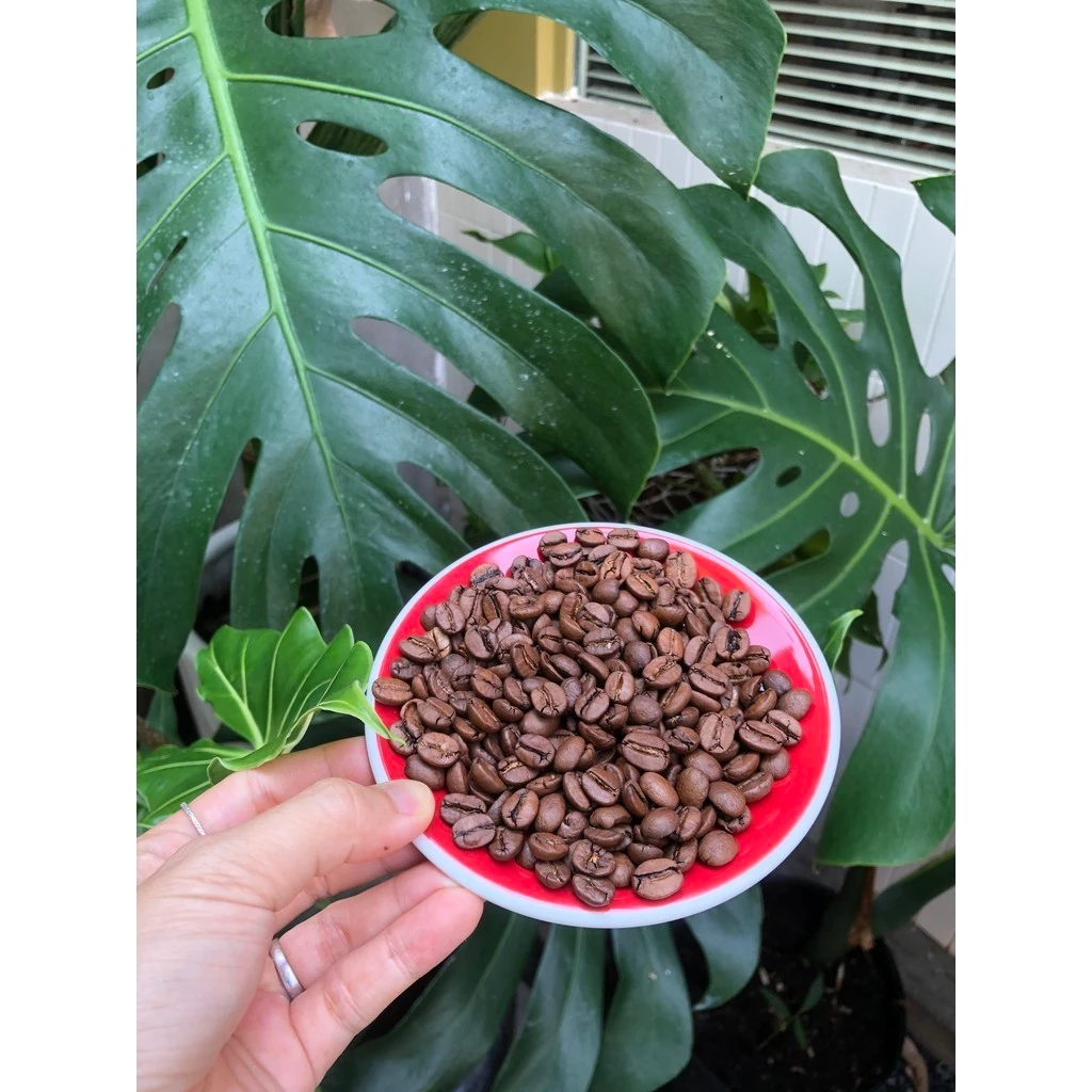 Stupiducks SSCロースター ブラジル産アラビカ スペシャルティコーヒー 中深煎り 500g ホールビーン 甘い余韻のエスプレッソ用