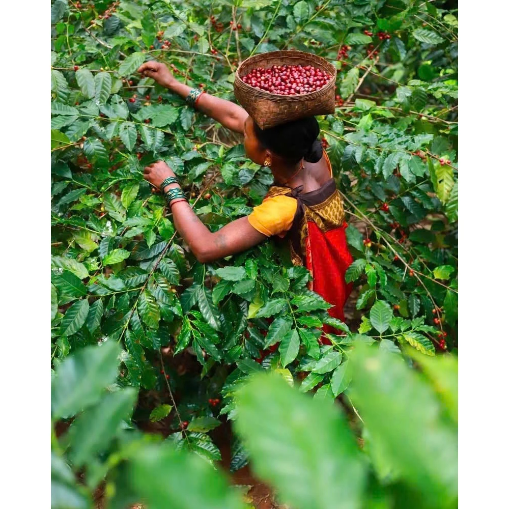 【Stupiducks SSC Roaster】ヴァイオレット・オブ・トール ジャスミン＆ストロベリー（木曜日）スペシャルティコーヒー粉 100g Pour Over用