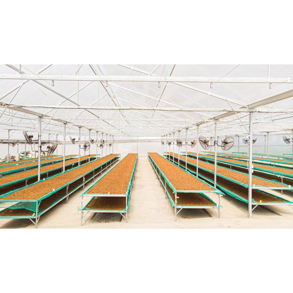 Stupiducks ベトナム ロブスタ ジャライ ナチュラルコーヒー豆 100%無添加 薪火焙煎 - 芳醇で濃厚な味わい - ホールビーン 1000g