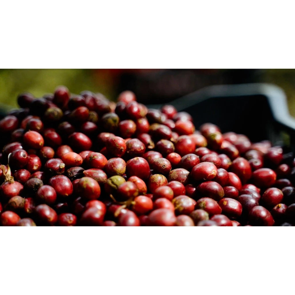 Stupiducks ベトナム産ロブスタ・Gia Laiナチュラル コールドブリュー用挽き豆 100%無添加 中深煎り 芳醇なコクと香り 500g