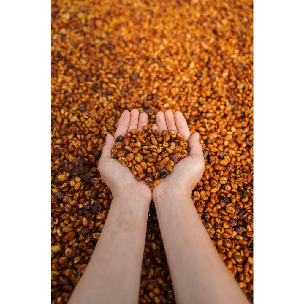 Stupiducks ベトナム産 Gia Lai ロブスタコーヒー粉 500g【ナチュラル製法・深煎り】エスプレッソ用 100%ピュア 濃厚アロマ＆芳醇な味わい