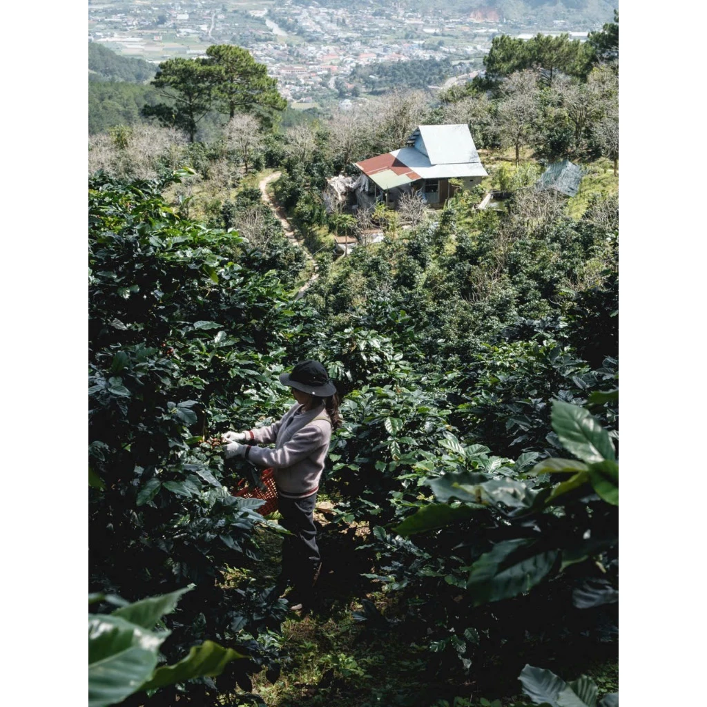 ベトナム チュパ・ザライ産 ロブスタ コールドブリュー用挽き豆 500g | ナチュラルプロセス | Stupiducks SSC スペシャルティコーヒー