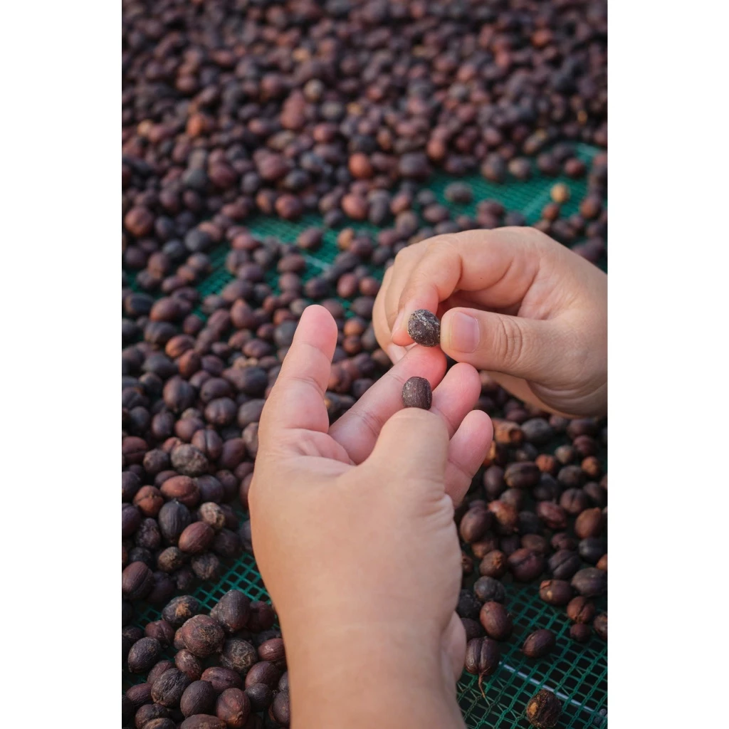 ベトナム ファインロブスタ コーヒー粉 西原高原 Can Spirit (Can Spirit製法) - Stupiducks Specialty Coffee - エスプレッソマシン用 極細挽き 150g