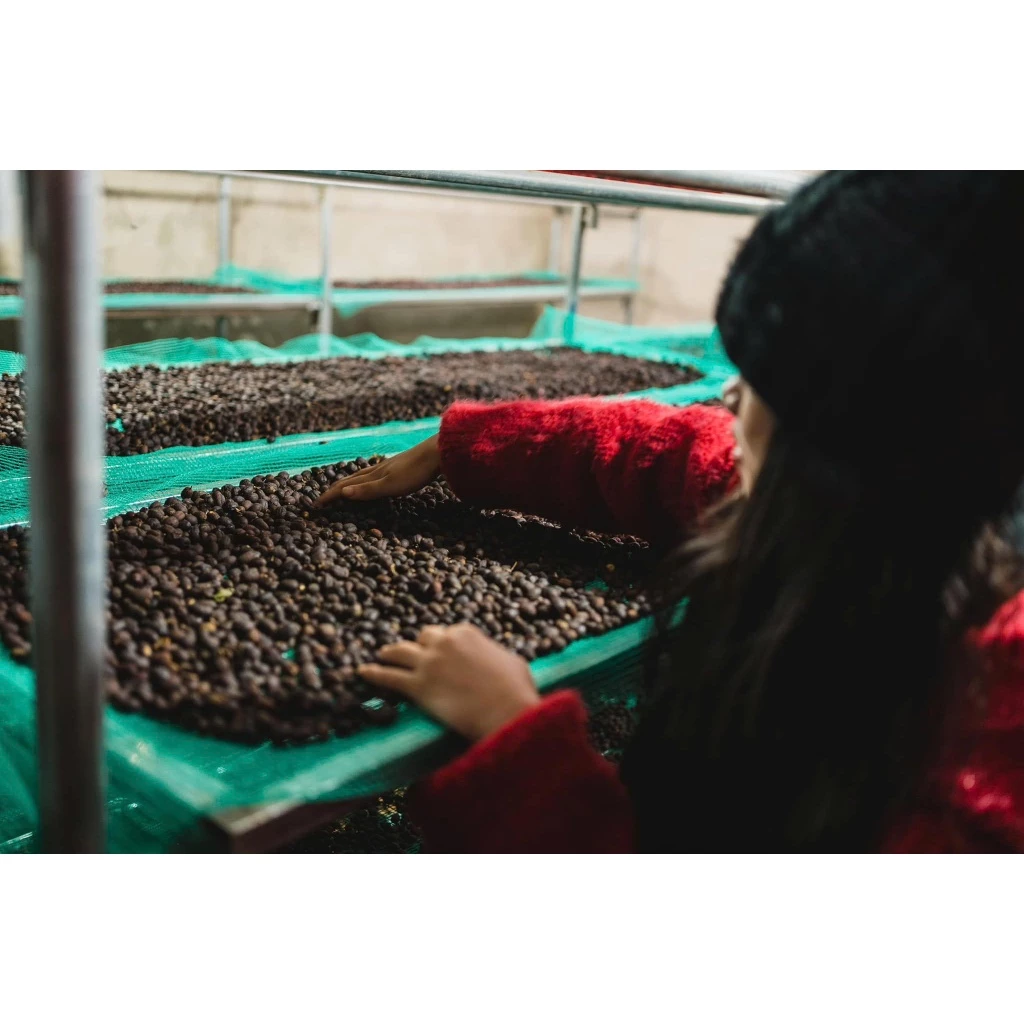 ベトナム スペシャルティコーヒー THA1 トラムハン ハイブリッド プアオーバー用挽き豆 250g - Stupiducks Specialty Coffee (SSC Roaster)