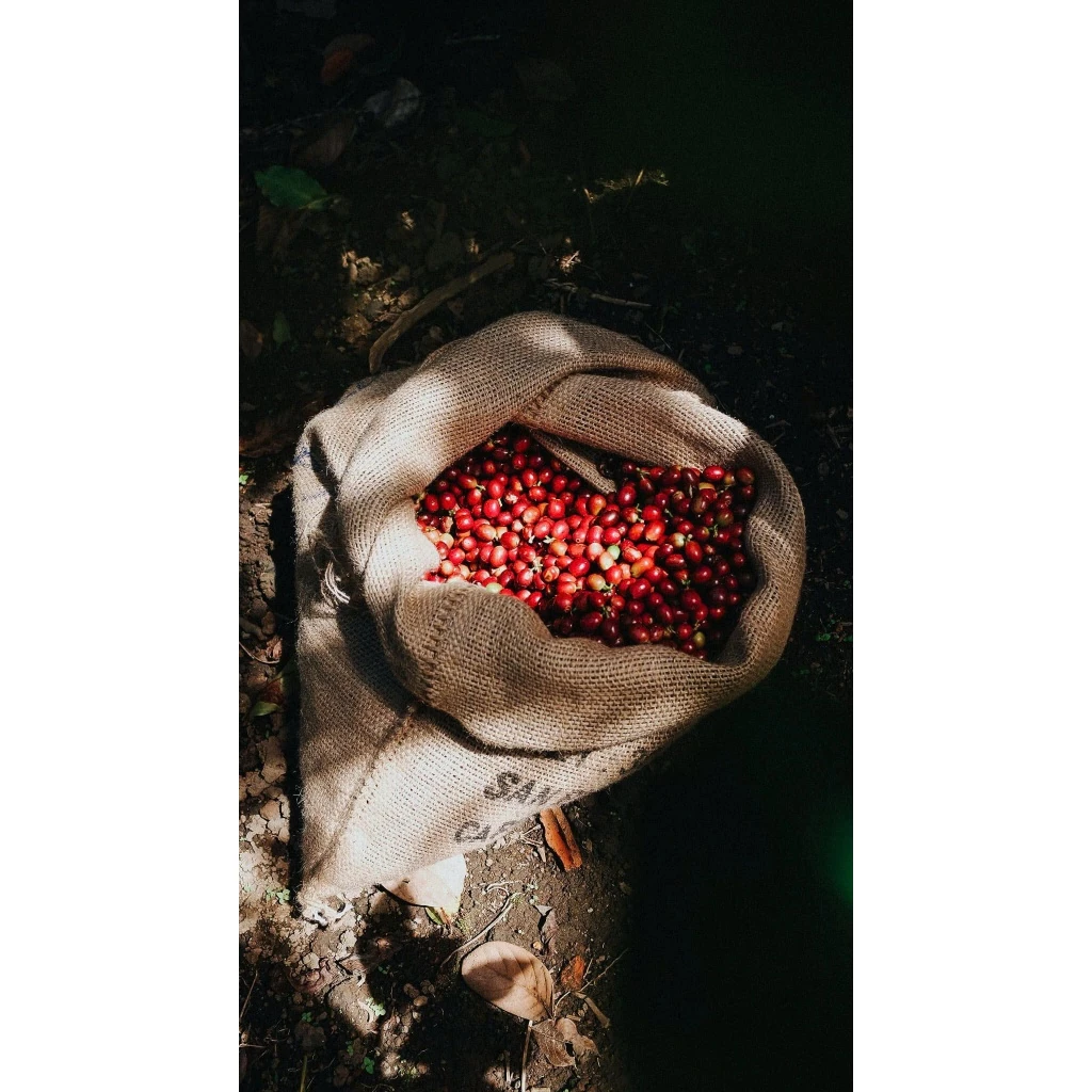 ベトナム産 THA1 トラムハン ハイブリッド種 スペシャルティコーヒー粉 (細挽き/フィン式用) 150g | Stupiducks SSCロースター