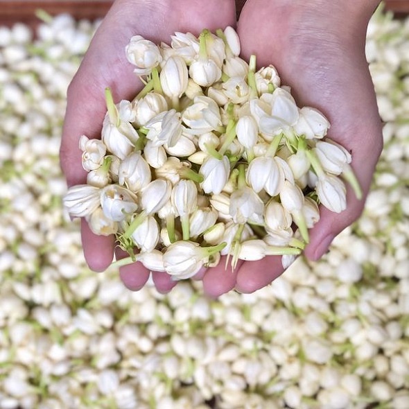 ベトナム産乾燥ジャスミンの花