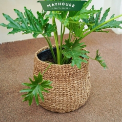 竹と藤のバスケット 植木鉢  無地の茶色 MAYHOUSE CRAFT&DECOR