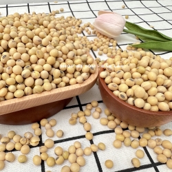500 グラムの純粋なダオクララック大豆 (非遺伝子組み換え)
